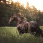 Verkaufsratgeber für Pferde